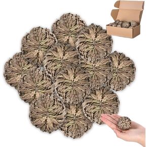 Nuanchu 12 Pack Rose of Jericho Resurrection Plant Dried Jericho Rose Selaginella Resurrection Grass Natural Fern Prayer Plant for Spiritual Purification Home Decor (Mixed Sizes)