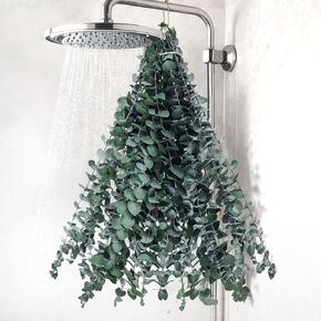 DOMESTAR 16PCS DREAL DRIED DRIED EUCALYPTUS تنبع للاستحمام ، 16 " - 17" دش طبيعي الأوكالبتوس السبا