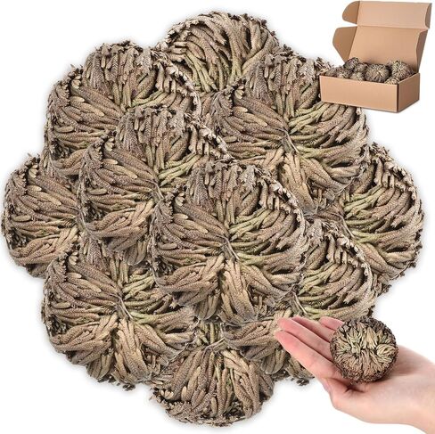 Nuanchu 12 Pack Rose of Jericho Resurrection Plant Dried Jericho Rose Selaginella Resurrection Grass Natural Fern Prayer Plant for Spiritual Purification Home Decor (Mixed Sizes) in Kuwait