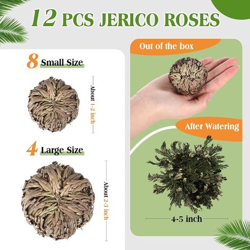 Nuanchu 12 Pack Rose of Jericho Resurrection Plant Dried Jericho Rose Selaginella Resurrection Grass Natural Fern Prayer Plant for Spiritual Purification Home Decor (Mixed Sizes) in Kuwait