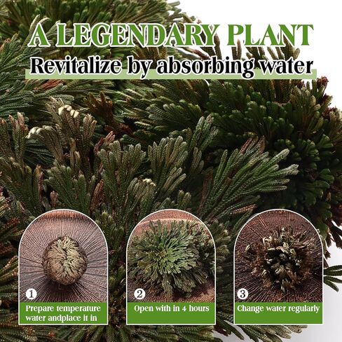 Nuanchu 12 Pack Rose of Jericho Resurrection Plant Dried Jericho Rose Selaginella Resurrection Grass Natural Fern Prayer Plant for Spiritual Purification Home Decor (Mixed Sizes) in Kuwait