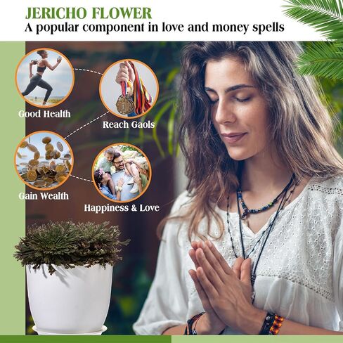 Nuanchu 12 Pack Rose of Jericho Resurrection Plant Dried Jericho Rose Selaginella Resurrection Grass Natural Fern Prayer Plant for Spiritual Purification Home Decor (Mixed Sizes) in Kuwait