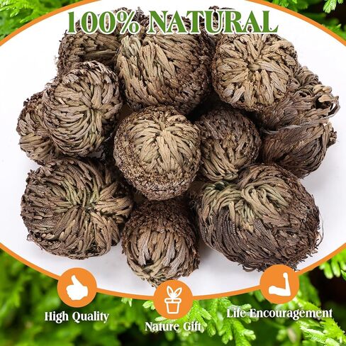 Nuanchu 12 Pack Rose of Jericho Resurrection Plant Dried Jericho Rose Selaginella Resurrection Grass Natural Fern Prayer Plant for Spiritual Purification Home Decor (Mixed Sizes) in Kuwait
