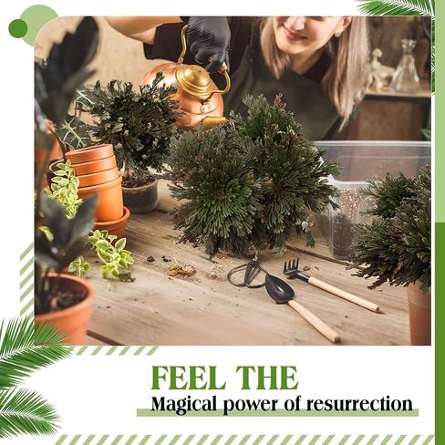 Nuanchu 12 Pack Rose of Jericho Resurrection Plant Dried Jericho Rose Selaginella Resurrection Grass Natural Fern Prayer Plant for Spiritual Purification Home Decor (Mixed Sizes) in Kuwait