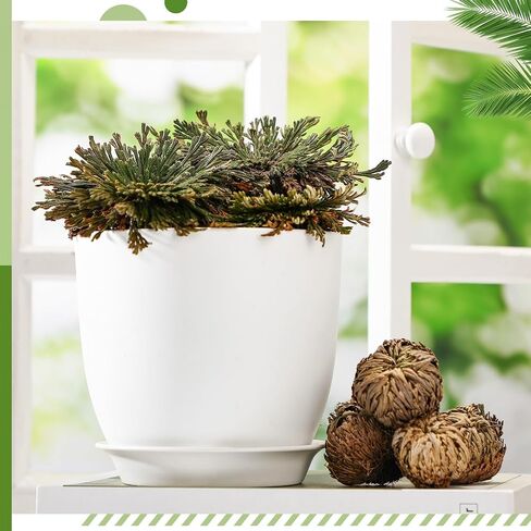 Nuanchu 12 Pack Rose of Jericho Resurrection Plant Dried Jericho Rose Selaginella Resurrection Grass Natural Fern Prayer Plant for Spiritual Purification Home Decor (Mixed Sizes) in Kuwait