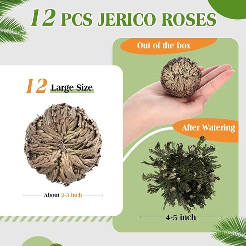 Nuanchu 12 Pack Rose of Jericho Resurrection Plant Dried Jericho Rose Selaginella Resurrection Grass Natural Fern Prayer Plant for Spiritual Purification Home Decor (Mixed Sizes) in Kuwait
