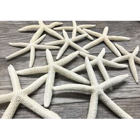 Nautical Crush Trading Starfish Decor - Star Fish for Craft - 10pk real 6-8 "نجوم البحر الأبيض - ديكور زفاف الشاطئ - ديكورات الحفلات الساحلية - ديكور الصدف