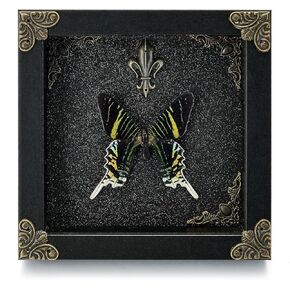 Real Butterfly Framed Handmade - Taxidermy Butterfly Shadow Box - Real Framed Butterflies in a Box for Gothic Home Decor Aesthetic. (Green-Banded Queen Butterfly)