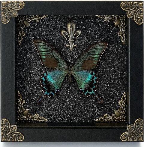 Real Butterfly Framed Handmade - Taxidermy Butterfly Shadow Box - Real Framed Butterflies in a Box for Gothic Home Decor Aesthetic. (Green-Banded Queen Butterfly) in Saudi Arabia