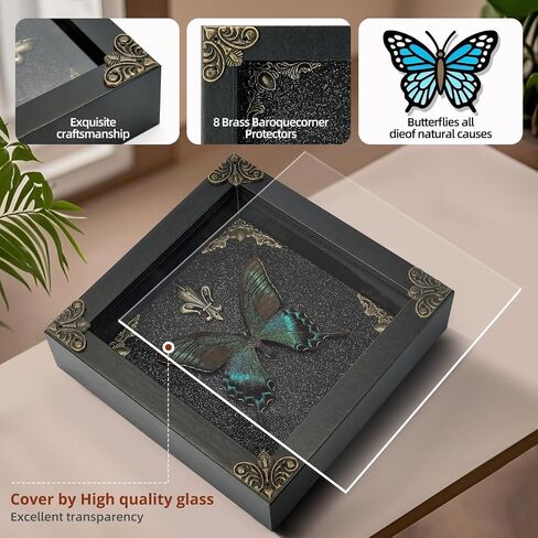 Real Butterfly Framed Handmade - Taxidermy Butterfly Shadow Box - Real Framed Butterflies in a Box for Gothic Home Decor Aesthetic. (Green-Banded Queen Butterfly) in Saudi Arabia