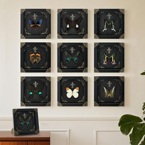 Real Butterfly Framed Handmade - Taxidermy Butterfly Shadow Box - Real Framed Butterflies in a Box for Gothic Home Decor Aesthetic. (Green-Banded Queen Butterfly) in Saudi Arabia