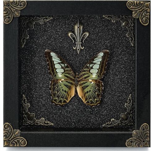 Real Butterfly Framed Handmade - Taxidermy Butterfly Shadow Box - Real Framed Butterflies in a Box for Gothic Home Decor Aesthetic. (Green-Banded Queen Butterfly) in Saudi Arabia