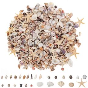 JQAQJU 1000 PCS قذائف البحر الصغيرة نجمات صغيرة مختلطة ، 20 نوعا من الصدف الصغيرة الجزء الأكبر لصياغة ، شاطئ قذائف القموضة الطبيعية للحرف اليدوية ديي بيتش بشيك شمعة دبابة الزفاف أسماك الزفاف
