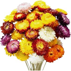 30Pcs Natural Dried Strawflowers Bouquet, 14-17" Real Dried Straw Flowers | Daisy Flowers for Vase, Table Decor, Preserved Floral Gift for DIY Craft Arrangement, Bulk Home Floral Display