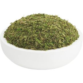 Mud Pie Preserved Moss Paulownia Bowl, Natural, 3" x 15" Dia