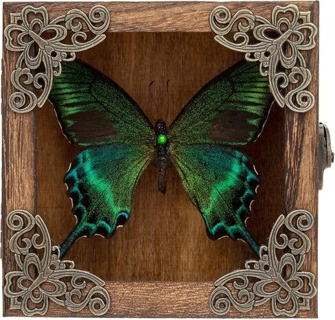 Taxidermy Butterfly Shadow Box Picture Frame - Real Butterfly Framed Meticulously Handcrafted, Framed Butterfly Taxidermy Gothic Room Decor (Green-Banded Queen Butterfly (Family Papilionidae)) in Kuwait