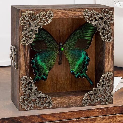 Taxidermy Butterfly Shadow Box Picture Frame - Real Butterfly Framed Meticulously Handcrafted, Framed Butterfly Taxidermy Gothic Room Decor (Green-Banded Queen Butterfly (Family Papilionidae)) in Kuwait