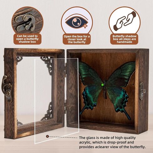 Taxidermy Butterfly Shadow Box Picture Frame - Real Butterfly Framed Meticulously Handcrafted, Framed Butterfly Taxidermy Gothic Room Decor (Green-Banded Queen Butterfly (Family Papilionidae)) in Kuwait