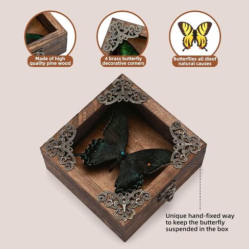 Taxidermy Butterfly Shadow Box Picture Frame - Real Butterfly Framed Meticulously Handcrafted, Framed Butterfly Taxidermy Gothic Room Decor (Green-Banded Queen Butterfly (Family Papilionidae)) in Kuwait