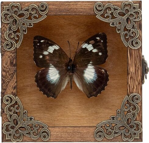Taxidermy Butterfly Shadow Box Picture Frame - Real Butterfly Framed Meticulously Handcrafted, Framed Butterfly Taxidermy Gothic Room Decor (Green-Banded Queen Butterfly (Family Papilionidae)) in Kuwait