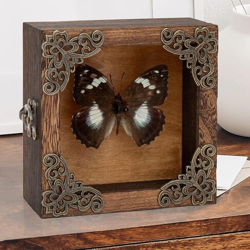 Taxidermy Butterfly Shadow Box Picture Frame - Real Butterfly Framed Meticulously Handcrafted, Framed Butterfly Taxidermy Gothic Room Decor (Green-Banded Queen Butterfly (Family Papilionidae)) in Kuwait