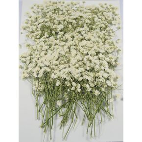 100 pcs Real Pressed Dried Flowers Mini White Gypsophila Baby's Breath for Wedding Invitation Resin DIY Art Floral Decors