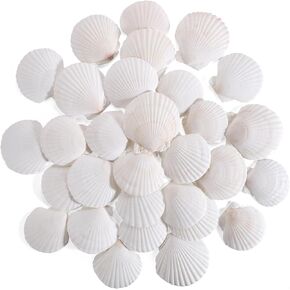 30 PCS 3 Inch Natural White Scallop Shells Sea Shells for DIY Craft Home Décor