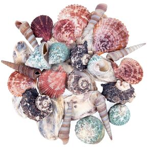 Mixed Sea Shells 1.4"-3.1", Ocean Beach Spiral Seashells, Various Sizes Natural Colourful Shells for DIY Craft Candle Making Beach Party Wedding Decorations Fish Tank, 11oz