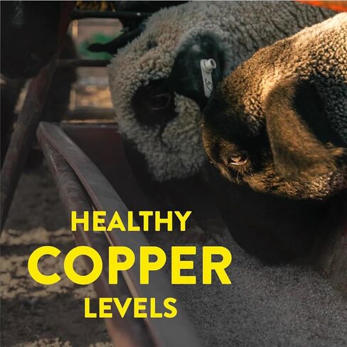 Redmond All Natural Sheep Mineral Supplement - Essential Trace Minerals for Overall Health and Growth Support - 5 lbs in Kuwait