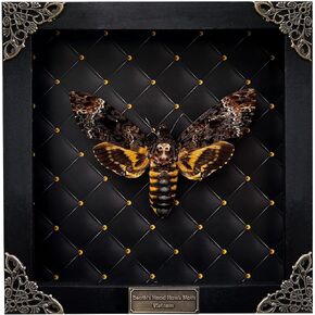 Real Framed Death Head Moth Handmade Shadow Box Skull Moth Unique Mother’s Day gift Entomology Unique Insect Taxidermy Gothic Decor Collectables Wall Art Home Decor K18-01-NEM