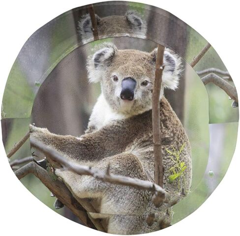 Cute Koala Bucket Hat Animal Bucket Hat Cute Sun Hat for Boys Girls Outing Picnic Travel in Kuwait