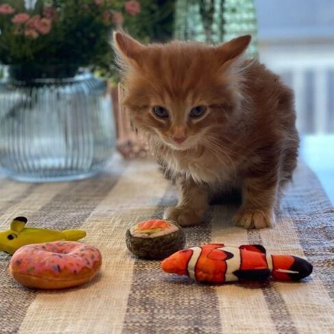 Huxley & Kent Cat Toy | Strawberry Donut | Strong Catnip Filled Cat Toy | Soft Plush Kitty Toy with Catnip and Crinkle | Kittybelles in Kuwait