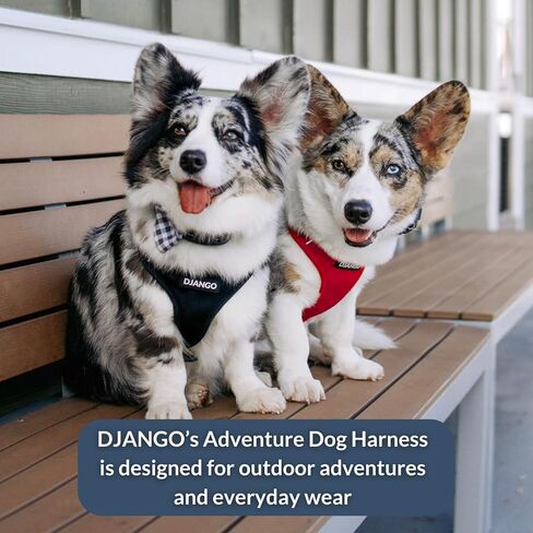 سرج DJANGO Adventure للكلاب - سرج مريح ومتين وعاكس للكلاب من النيوبرين للمغامرات الخارجية والارتداء اليومي - تصميم قابل للتعديل مع أجزاء صلبة من النحاس الصلب (متوسط، أخضر غابي) in Kuwait