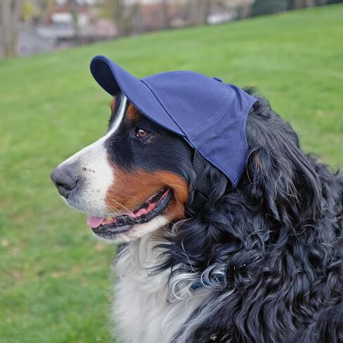 Littlearth Las Vegas Raiders NFL Pet Baseball Hat in Kuwait