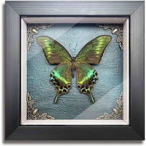 مجموعة تصنيع Butterfly Butterfly Shadow Box ، Framedermy مؤطرة الفراشة الحقيقية عن الشذوذ والفضول الهدايا للمنزل القوطي ديكور الجدار الجرف الجرف