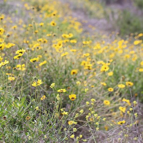 Toddler/Little Kids Bucket Sun Hat (1-2Y) (2-6Y) in Kuwait