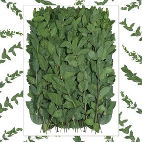 100 Pcs Pressed Dried Eucalyptus Leaves 6 Inch 100% Natural Preserved Real Eucalyptus Stems Dried Greenery for DIY Crafts Resin Art Invitations Scrapbook Card Gift Decoration
