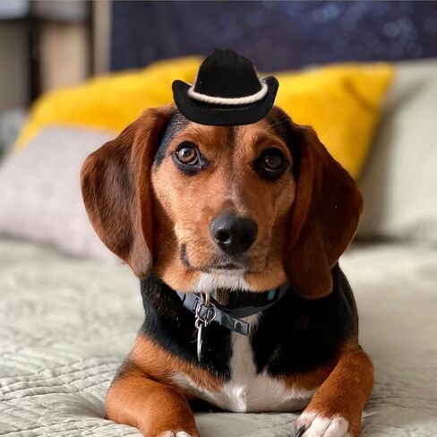 قبعة رعاة البقر للكلاب، قبعة رعاة البقر للقطط، زي رعاة البقر للحيوانات الأليفة، قبعة رعاة البقر الصغيرة للكلاب والقطط وعطلات الهالوين لتزيين حفلات الحيوانات الأليفة (بني، صغير) in Kuwait