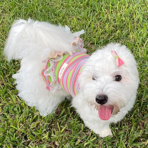 Winmany Dog ملابس الصيف جرو بلا أكمام مخطط سترة تي شيرت الحيوانات الأليفة توتو تنورة فساتين القط مناسبة للكلاب الصغيرة المتوسطة القط (الأخضر، كبير) in Kuwait