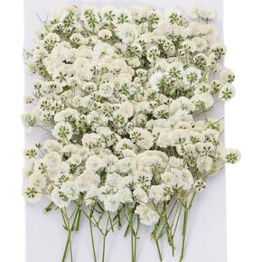 Mini Dried Pressed Baby's Breath Flowers Bulk - 30Pcs Real Natural Flat Real Gypsophila Dried Pressed Flowers for Resin, Wedding Invitation, Scrapbooking, Candle Making, Paper Crafts