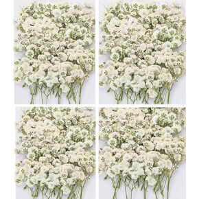 Dried Baby' s Breath Flowers Bulk - 120Pcs Pressed Babys Breath for Invitations, Resin Art & DIY Crafts, Natural White Baby Breath with Green Stem for Wedding Cards, Nail Art, Scrapbook
