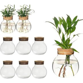 Plant Propagation Station,Hydroponic Terrarium Vase,Desktop Glass Planter Station,for Houses,Garden Decorations,ropagating Hydroponic Plants,Centerpiece Office,Home Garden Decor (2) in Kuwait