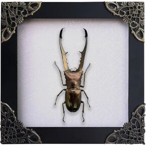 Cyclommatus metallifer stag beetle مؤطرة bug shadow box pox lucidermy الهدايا الحشر