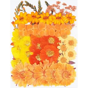 40Pcs Blue Dried Pressed Flowers for Crafts,Xinxinran Dry Flowers Kit for Resin Molds,Epoxy Resin Accessories,Bookmark,Nails, Jewelry Molds,Candle Making Supplies,Soap,Frame,Cakes