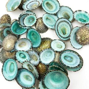 Green Limpets Sea Shells for Home Decorations,Party Wedding,DIY Crafts 50PC(1/2"-1-1/4"Inch)