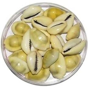 bhavika Creation Original Yellow Cowdi/Cowrie/Cowry/Kouri/Kaudi/Kori Shells, Monetaria Monta Shells, for Laxmi and Diwali Pooja, Set of 51, 3/4 Inch - 1-1/2 Inch, White