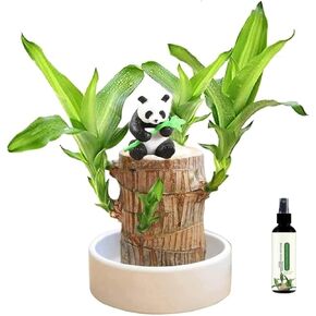 Brazilian Wood Plant Set Brazilian Lucky Wood Plant with Statue Desktop Decoration