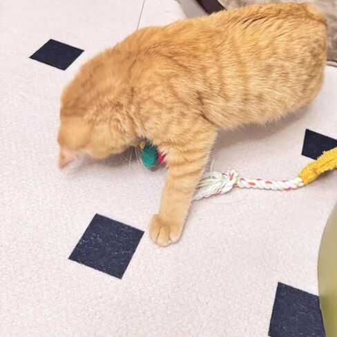 IUHKBH Cat Wands، قطعتان من عصا تحفيز القطط على شكل حيوان مع جرس خشبي للقطط، لعبة تفاعلية للقطط والقطط in Saudi Arabia