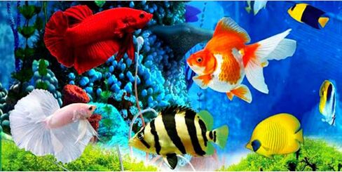OKIKO Platinum X2، الكريات العائمة الحجم M = 2 مم، FLOWERHORN Fish Food تركيبة علامة الرأس الحمراء عالية البروتين أستازانتين اللون المعزز لتغذية الأسماك الاستوائية بروبيوتيك صحي ونمو سريع in Saudi Arabia