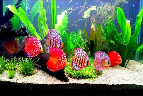 OKIKO Platinum X2، الكريات العائمة الحجم M = 2 مم، FLOWERHORN Fish Food تركيبة علامة الرأس الحمراء عالية البروتين أستازانتين اللون المعزز لتغذية الأسماك الاستوائية بروبيوتيك صحي ونمو سريع in Saudi Arabia